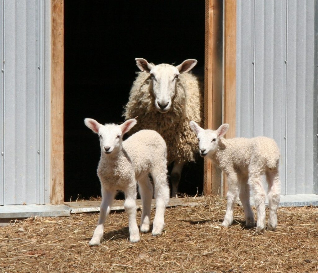 The arrival of new lambs at Upper Canada Village is a sure sign of Spring.  