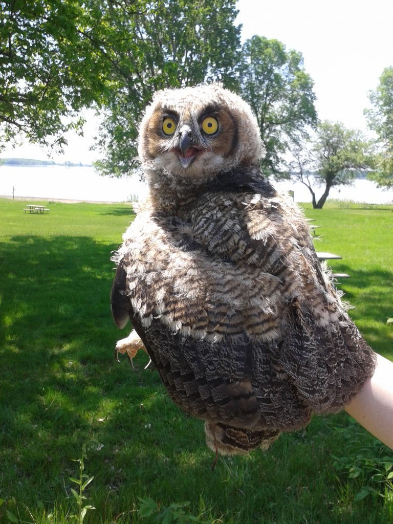 great horned owl