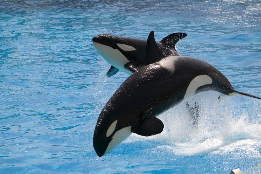 billionphotos-651920