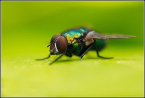 billionphotos-736419