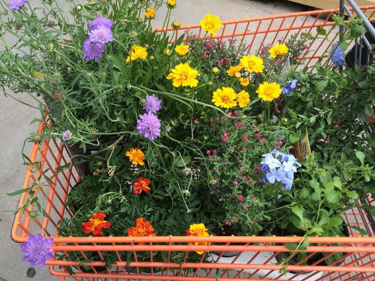 gardening-898164_960_720