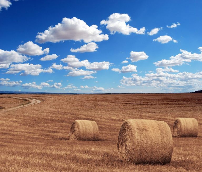field-644440_1920