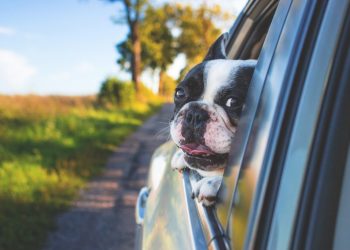 10 tips from the Ontario SPCA and Humane Society to keep pets safe this long weekend