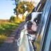 10 tips from the Ontario SPCA and Humane Society to keep pets safe this long weekend