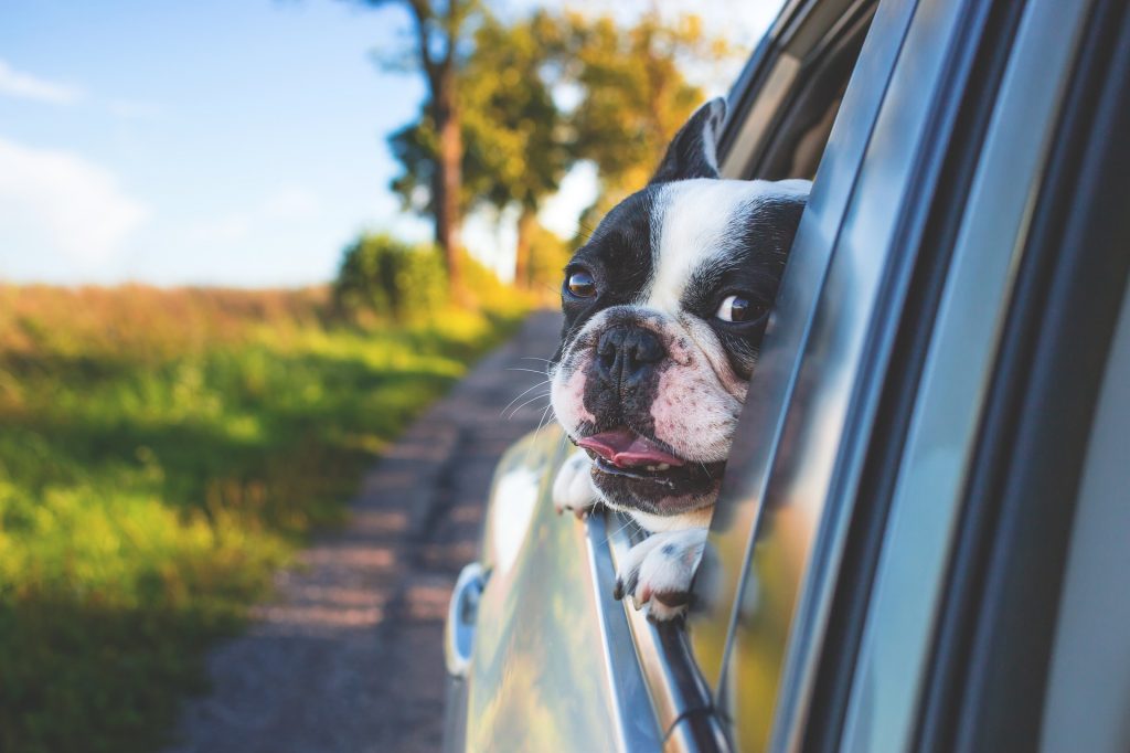 Proof that cats and dogs can be BFFs - Ontario SPCA and Humane Society