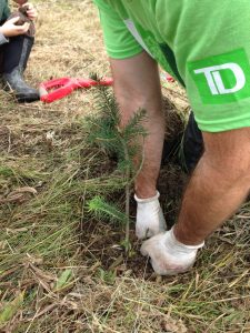 RRCA_TD Tree Days