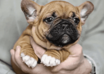 How to Get My Dog Calm While Cutting His Nails ?