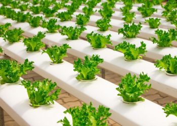 How to Grow Plants Using Hydroponics in Your Home