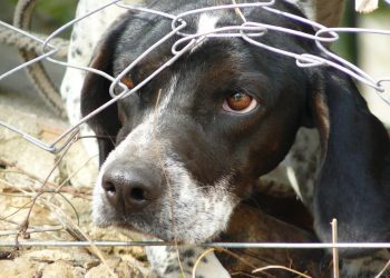 Cornwall Police Services takes part in Ontario SPCA training to better protect local animals