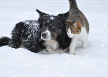 The Ontario SPCA and Humane Society urges caution to keep pets safe in cold weather