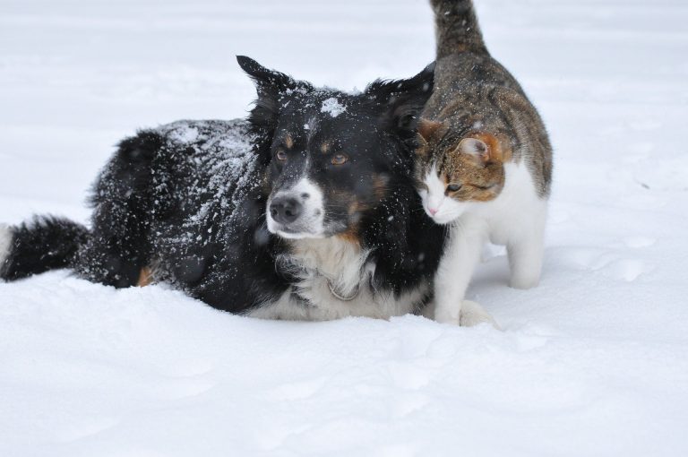 dog-1755423_1920