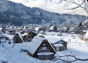 Timber! How to Recognize Hazardous Trees Around Your House