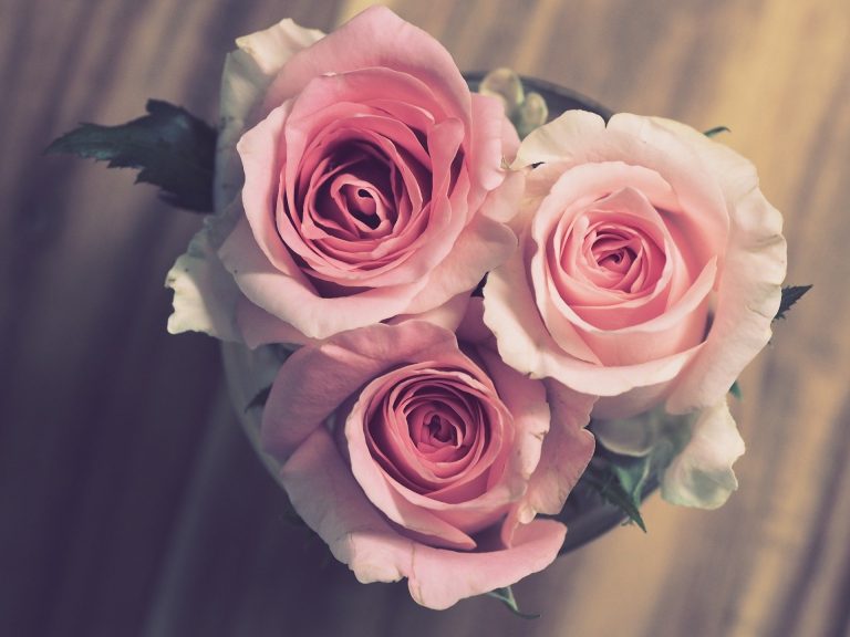 rose-3072698_1920