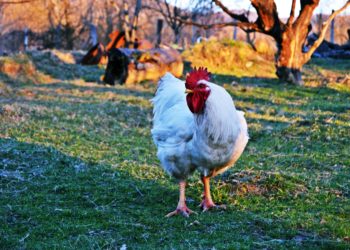 The New Way to Get Fresh Ontario Meat
