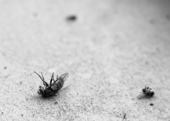 Friends dropping like flies… Figuratively.