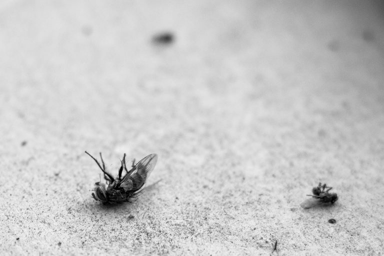 fly-1913170_1920