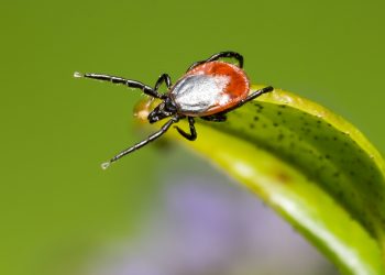 EOHU Distributing Free Tick Removal Cards