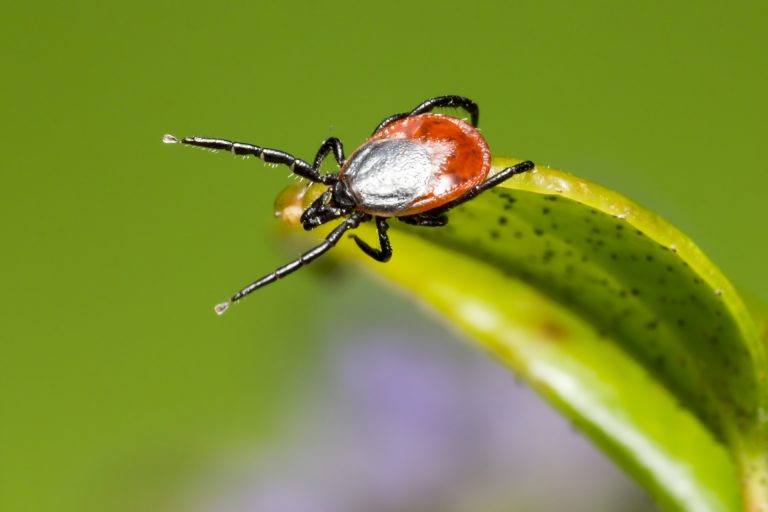 ixodes-ricinus-5260261_1920