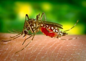 Protect Yourself from West Nile Virus this Summer