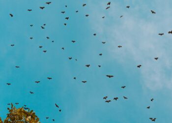 Presence of Rabies in Local Bats a Reminder to Vaccinate Pets and Avoid Contact With Wild Animals