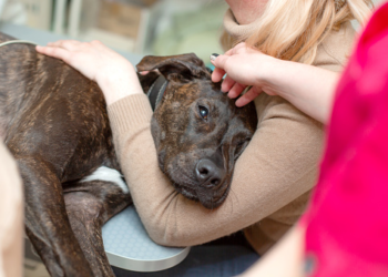 How to Take Care of Your Dog when It gets Sick