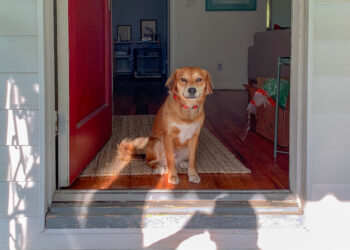 A reminder from Canada Post – Keep your dog secure