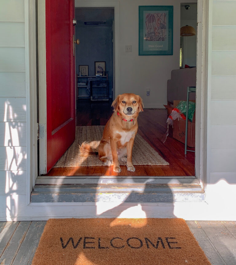 Canva - Brown Short Coated Dog Sitting on Brown Wooden Floor