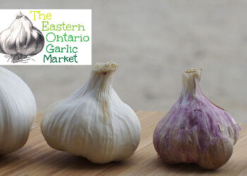 5 questions with the organizer of the “Eastern Ontario Garlic Market”, happening in Cornwall this Sunday, September 27th. -10am to 3pm at Lamoureux Park.