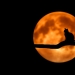 photography of cat at full moon