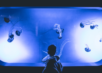 Want to Set Up an Aquarium at Home? Here’s How