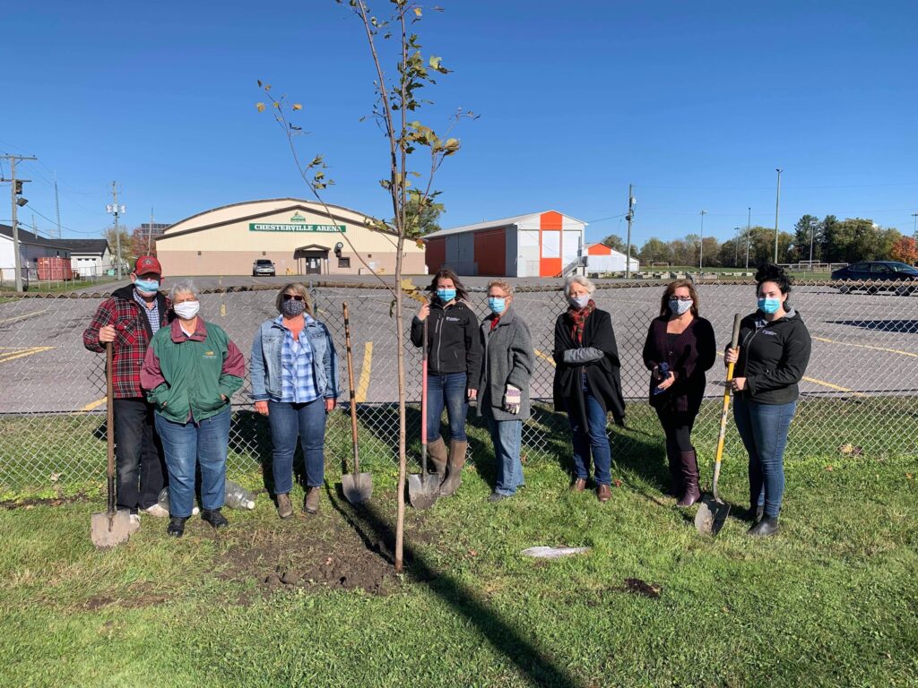 SNC staff and members of the Chesterville Green Gang planting caliper Sugar Maple trees at the Chesterville Arena on October 9, 2020
