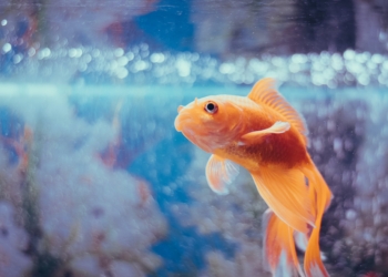 Here’s How You Can Keep Your Pet Fish Happy And Healthy