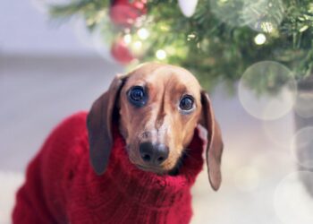 dachshund dog wearing a red sweater