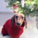 dachshund dog wearing a red sweater