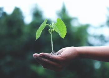 person holding a green plant
