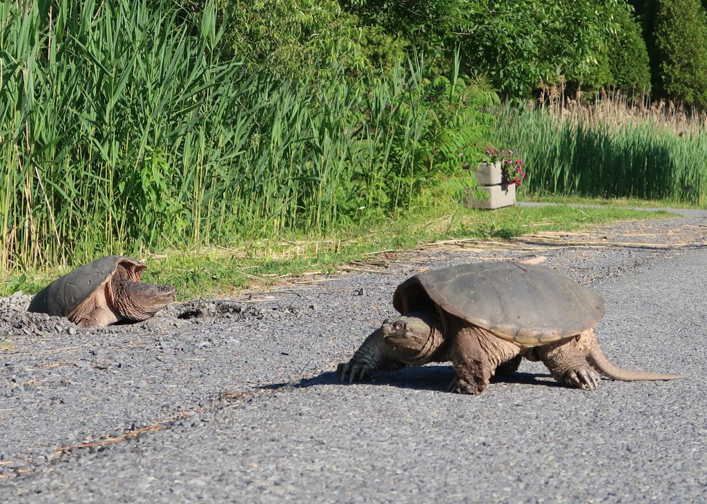 RRCA Media Release_Turtles On the Move in RRCA Conservation Areas
