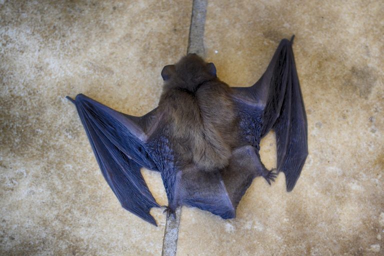 bat-3550461_1920