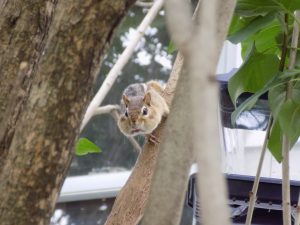 Chippy on tree