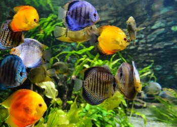 Important Aquarium Safety and Care Tips That You Need to Learn