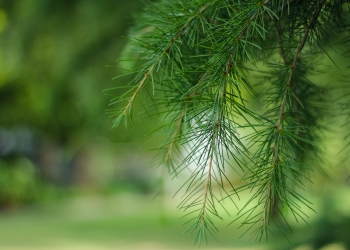 How To Live Sustainably And Help The Cycle Of Life