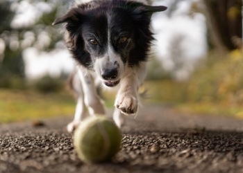tilt shot photo of dog chasing the ball