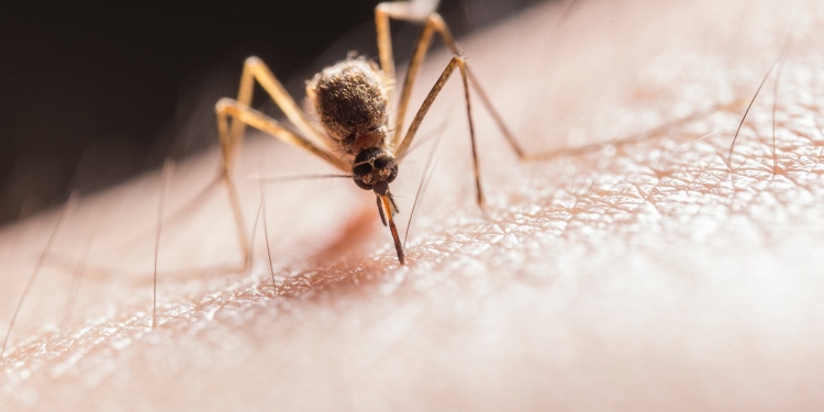 mosquito biting on skin