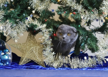 The Ontario SPCA Stormont, Dundas & Glengarry Animal Centre kicks off its iAdopt for the Holidays adoption campaign, presented by Swiffer®