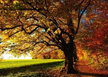 Why You Should Consider a Custom Home in the Niagara Region