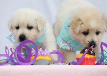 Join the National Cupcake Day™ celebrations and do something sweet for animals in need