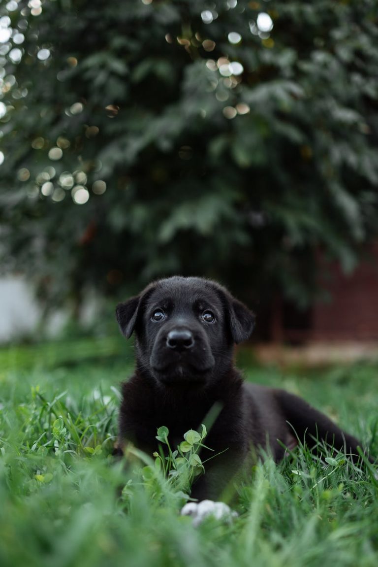 black short coated medium sized dog on green grass