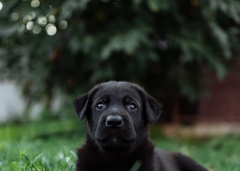 black short coated medium sized dog on green grass