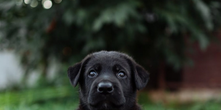 black short coated medium sized dog on green grass