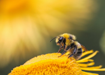 The 6 Most Popular Types of Bees and Why They Are Important In the Ecosystem