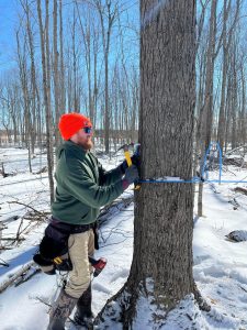 Tree Tapping at Oschmann Forest_Philip Duncan_Property and Approvals Assistant